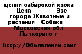 щенки сибирской хаски  › Цена ­ 10 000 - Все города Животные и растения » Собаки   . Московская обл.,Лыткарино г.